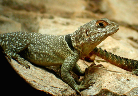 The only iguanids outside the New World are eight species found on Madagascar and two found on Fiji. Cuvier's Iguanid is a bold species often found around the picnic tables at Ankarafantsika.