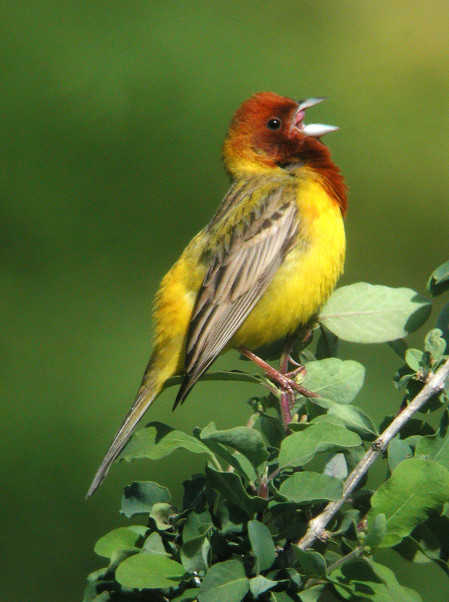 Here almost every bush has a male Red-headed Bunting, their jangling song a constant backdrop