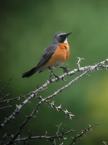 as will the smart White-throated Robin
