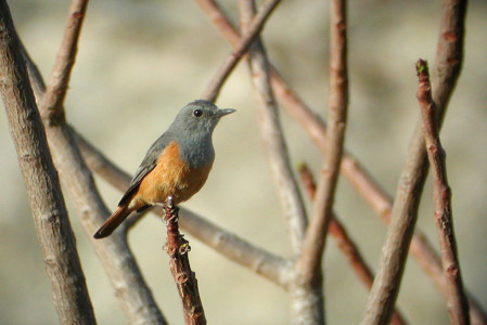 ...Benson's Rock Thrush, which actually nests on the hotel building and has become quite used to human presence.