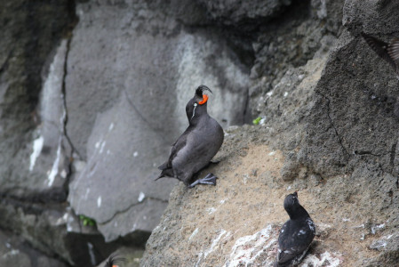 &hellip;and Crested Auklets by the thousands&hellip;