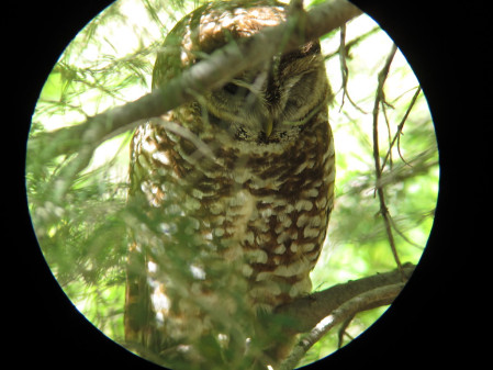 ...the Mexican subspecies of Spotted Owl...