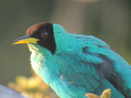 ...and electric Green Honeycreepers.
