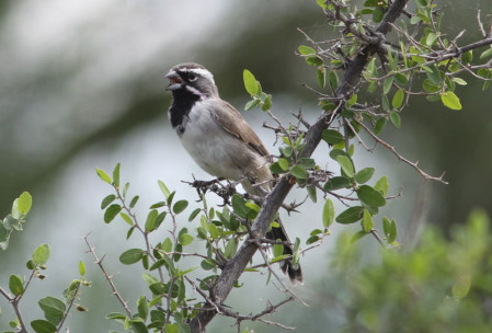 &hellip;Black-throated Sparrows with their bell-like songs&hellip;