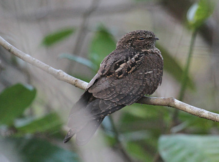 ...while large numbers of Band-tailed Nighthawks are sometimes seen along rivers...