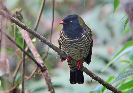 The taller forest just downslope from Wayqecha is home to the stunning Barred Fruiteater.
