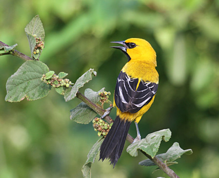 Birding in Guyana is wonderful, with many colorful birds like this Yellow Oriole...