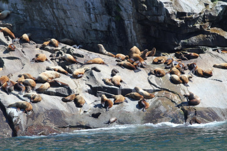 &hellip;Steller&rsquo;s Sea Lions lounging on the Chiswell Islands&hellip;