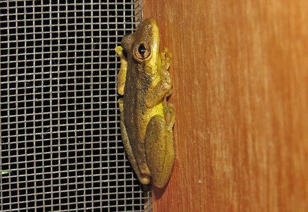Don&rsquo;t be too surprised to find a Common Snouted Treefrog in your room.