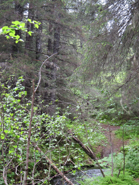 Sitka spruce trees dominate the lower mountain slopes&hellip;