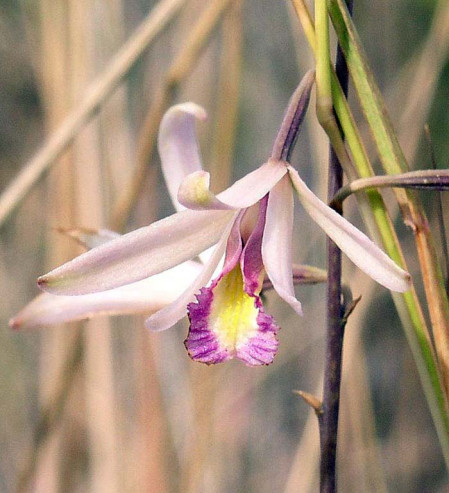 We usually take time to enjoy other aspects of the natural history, such as this Bletia orchid...