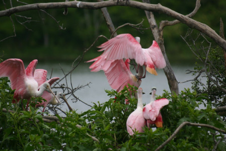 ...and dazzling Roseate Spoonbills in an impressive show of color.