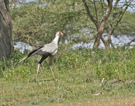 We'll end the tour by travelling back  across the Serengeti where new sightings might include a Secretary Bird...