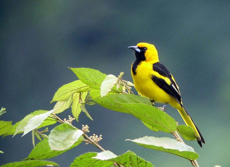 &hellip;or this Yellow-tailed Oriole.