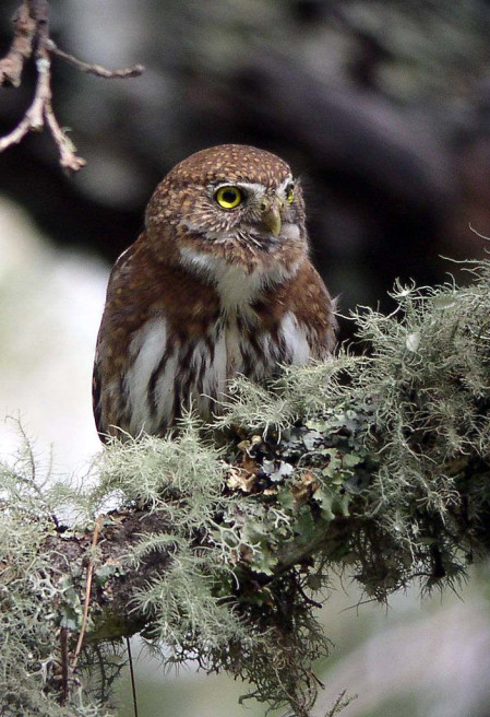 ...or the Northern Pygmy-Owl.