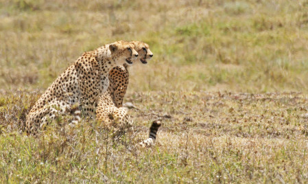 Reaching the spectacular Ngorongoro Crater, our first animal predators are likely to be Cheetahs...