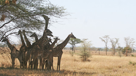 At midday Giraffes seek shade from an acacia tree...