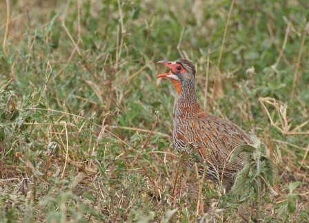 ...and here an endemic Grey-breasted Spurfowl calls loudly from the grassland.