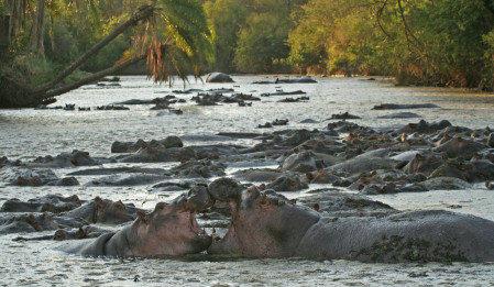...while Hippos like to spend the day wallowing in the pool.