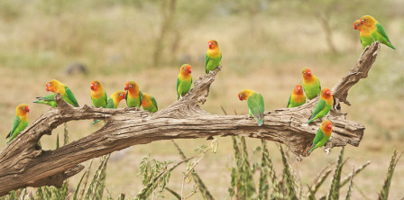 Wildlife is simply everywhere we look in the Serengeti &ndash; here a flock of Fischer&rsquo;s Lovebirds come to drink at a waterhole...