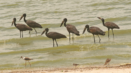 ...while Open-bill Storks share the shoreline with a variety of waders.