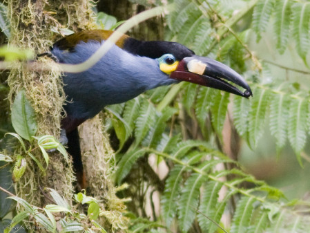 &hellip;the multicolored Plate-billed Mountain-Toucan&hellip; (sh)