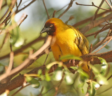 ...the more colourful Northern Brown-throated Weaver...