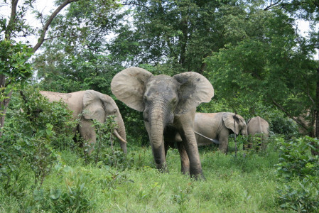 Elephants are scarce in November but we can hope to see one or two coming to drink,