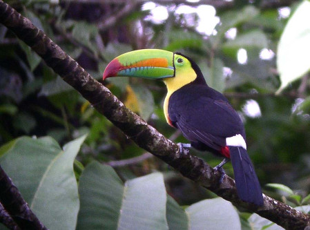 ...to the tropical lowlands of northern Oaxaca where treats such as this Keel-billed Toucan might grace us with its presence...