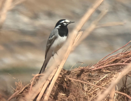 Exploring the coast, we&rsquo;ll search for birds such as Moroccan White Wagtail&hellip; (SM)