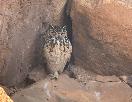 ...and, if we&rsquo;re lucky, Pharaoh Eagle Owl. (SM)