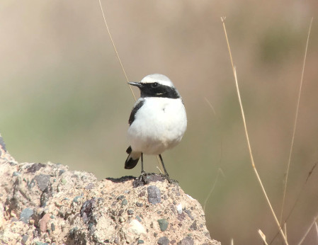 &hellip;and Seebohm&rsquo;s Wheatear, both North African endemics. (SM)