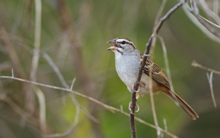 Sparrows feature strongly on this tour: the sharp Sumichrast&rsquo;s (or Cinnamon-tailed) Sparrow is one of the most local, only found on the Pacific slope of the isthmus of Tehuantepec. 