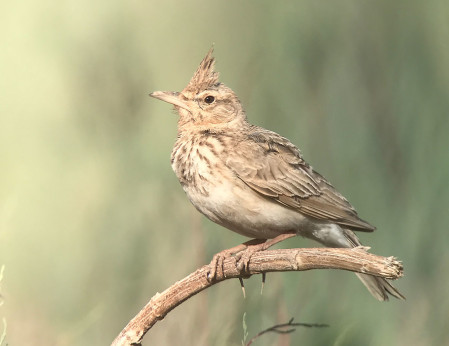 We&rsquo;ll spend some time studying the larks, with Thekla&rsquo;s, Crested and this Maghreb Lark all available. (SM)