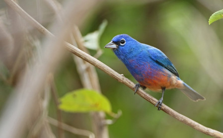 ...and one of the most beautiful birds in Mexico, if not the world, the incomparable Rosita&rsquo;s (or Rose-bellied) Bunting.