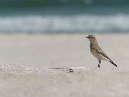 There'll be no shortage of wheatears. Desert Wheatear is common...