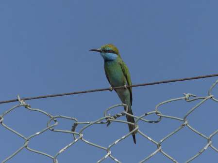 ...as are Little Green Bee-eaters.