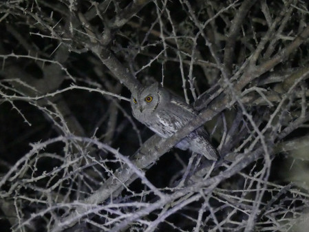 ...as we search for the elusive Pallid Scops Owl...