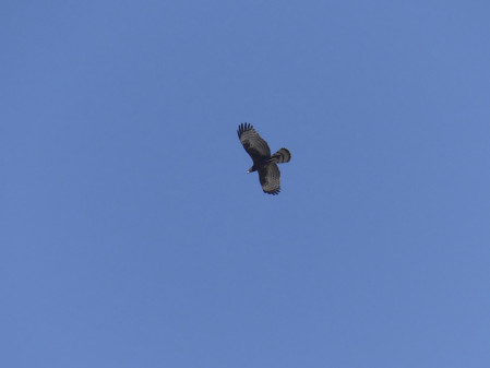Raptors are numerous, including Oriental Honey-buzzards (and the occasional pesky hybrid).