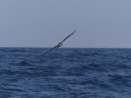 On our pelagic boat trip we'll look out for Persian Shearwater...