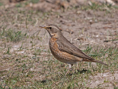 ...and there are also tricky hybrid thrushes - this is a Dusky x Naumann's, Thrush hybrid.
