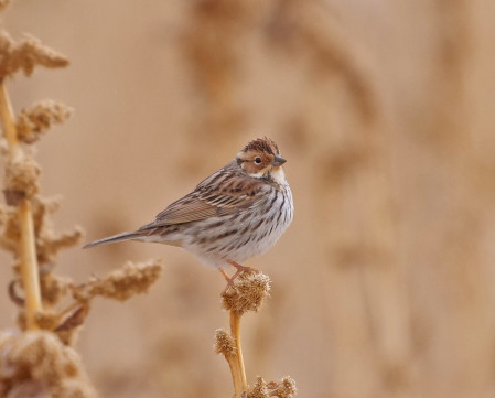 and Little Bunting.