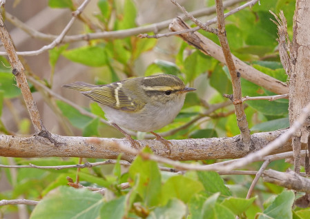 including such gems as the tiny Pallas's Leaf Warbler....