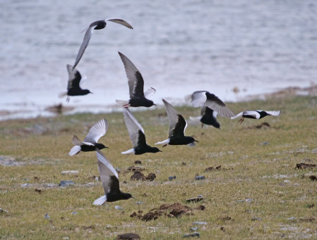 While clouds of White-winged Black Terns feed over the wet grassland. 