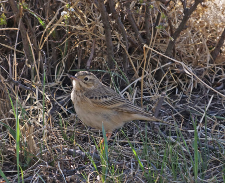 ...and Blyth's Pipit is common in areas of hills with longer grasses.