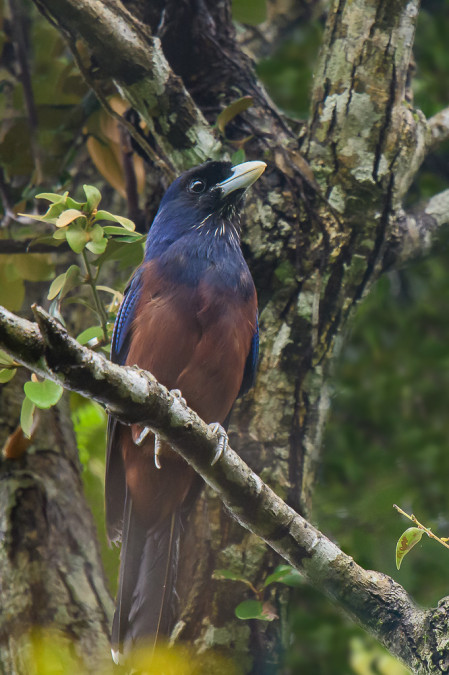 And here we'll encounter more exciting island endemics, like the charismatic Lidth's Jay. 