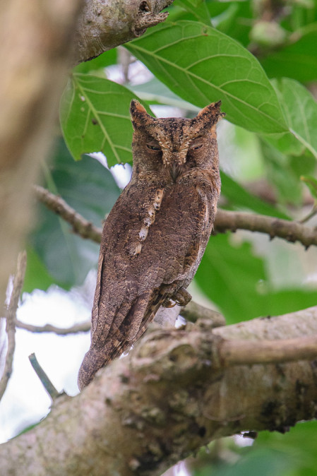 ...we'll head out nightbirding, which can be exciting, too. Here the restricted range Ryukyu Scops Owl. 