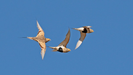 Pallas's Sandgrouse, which can occur in big flocks, ..