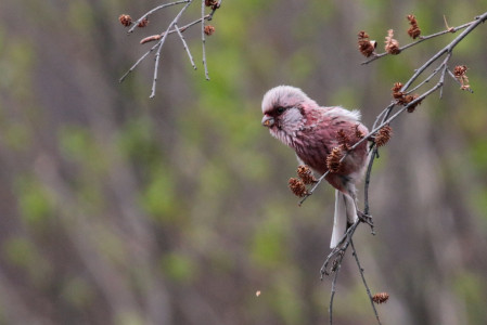 Gloriously pink-headed, the Long-tailed Rosefinch is a favourite of this woodland.