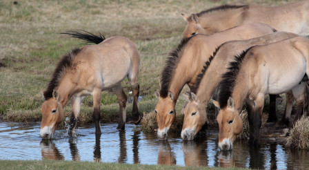 Hustai National Park is the only place on the tour where we'll see the ancient Przewalski's Horse.